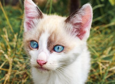 kitten with blue eyes, white with beige spots, age three months, countrysid