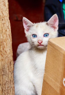 white kitten near the box, thoughtful loo