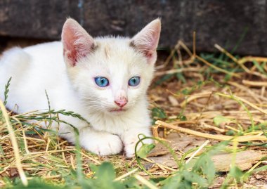 kitten with blue eyes, white with beige spots, age three months, countrysid