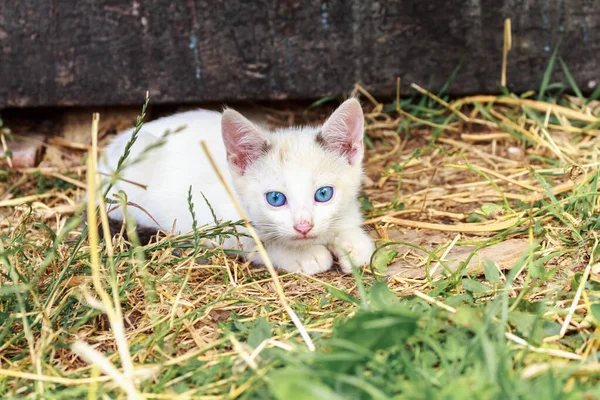 Котенок Голубыми Глазами Белый Бежевыми Пятнами Возраст Три Месяца Сельская — стоковое фото