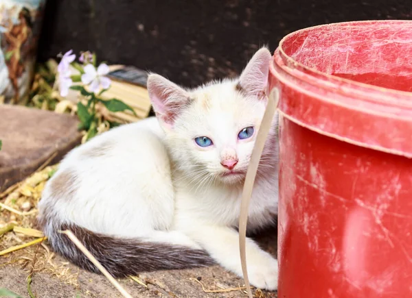 Kitten Blue Eyes White Beige Spots Age Three Months Countrysid — Stock fotografie