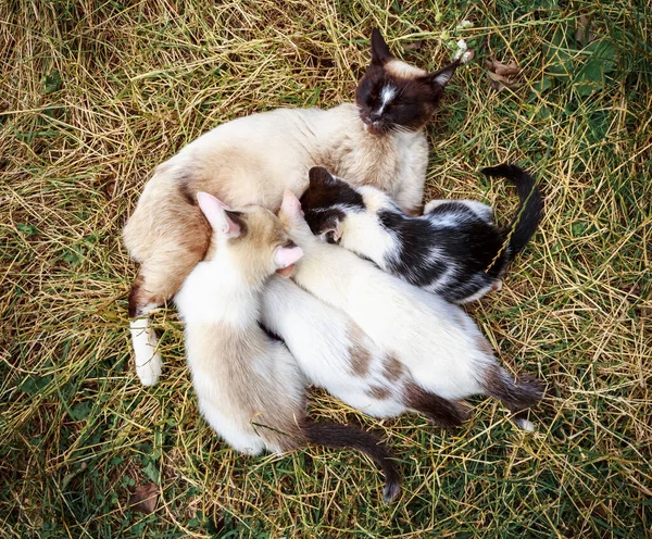 Siamese cat with kittens of different shades, feedin