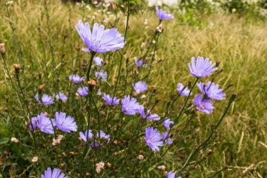 chicory flowers close up, summer meado