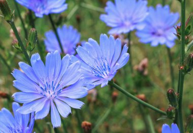 chicory flowers close up, summer meado