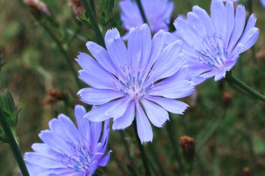 chicory flowers close up, summer meado