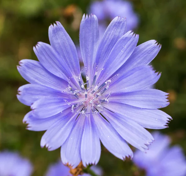 Chicory Flowers Close Summer Meado — Fotografia de Stock