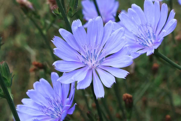 chicory flowers close up, summer meado