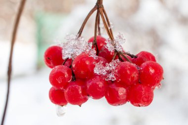 Viburum meyveleri karla kaplı. Kapalı.
