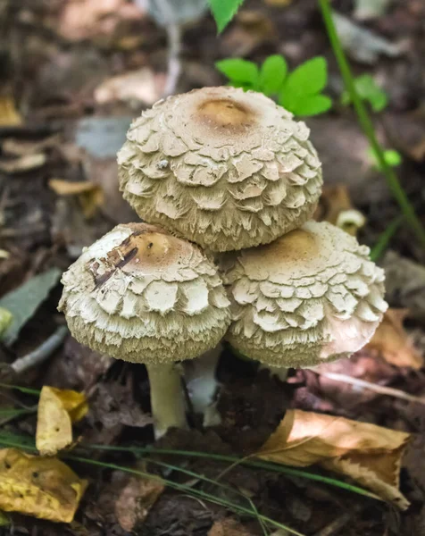 Edible Mushroom Umbrella Autumn Fores — Foto Stock