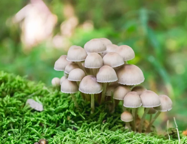 Toadstool Mushrooms Moss Colorful Autumn Fores — Foto Stock