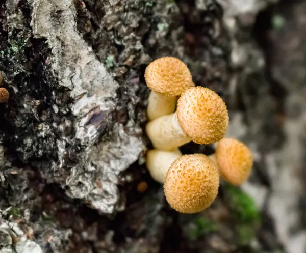 Edible Mushrooms Birch Tree Autumn Forest — Stock fotografie