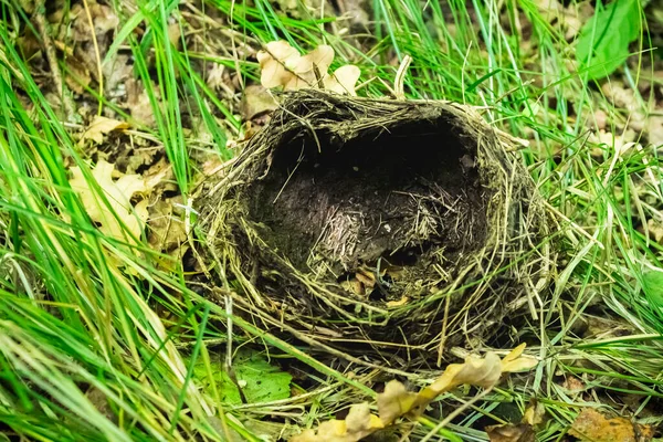 an empty nest of a small bird that has fallen to the groun