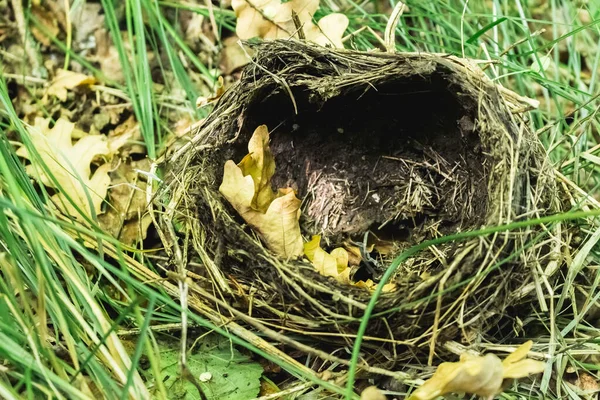 an empty nest of a small bird that has fallen to the groun