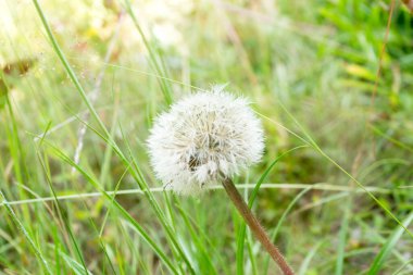 Karahindiba çiçeği. Yakın plan beyaz.
