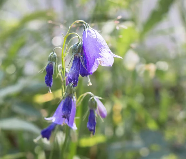 Bluebell Flower Purple Summer Meado — Fotografia de Stock