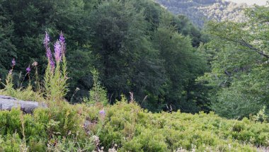 Yaz aylarında bir dağ çayırında ateş otu çiçekleri, Karpatlar