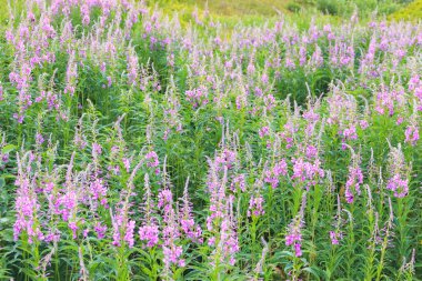 Yaz aylarında bir dağ çayırında ateş otu çiçekleri, Karpatlar
