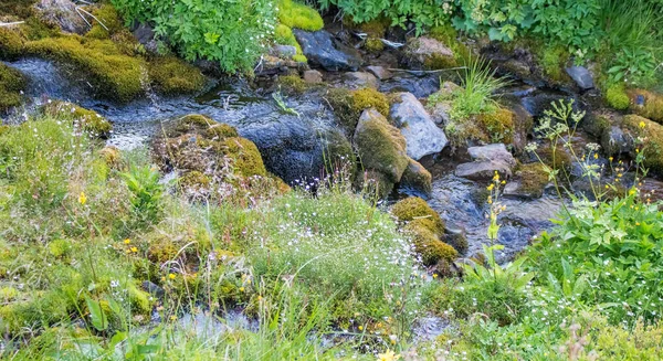 Ρεύμα Ένα Ορεινό Λιβάδι Καλοκαίρι Landscap — Φωτογραφία Αρχείου