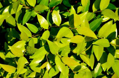 bahçedeki yeşil yaprakların seçici odak noktasıyla yakın görüş, su damlaları, koyu duvar kağıdı konsepti, doğa arka planı, tropikal yapraklar