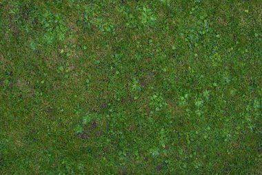 Gerçekçi yeşil çimenler, yüzey, üst manzara. Boş alan, tasarım elemanı. Arkaplan malzemesi veya dokusu