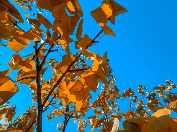 Осенний Пейзаж Желтое Дерево Красный Оранжевый Падение Листьев Дерева Природы — стоковое фото