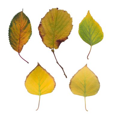 İzole edilmiş yapraklar. Beyaz arkaplanda izole edilmiş çok renkli sonbahar yaprakları koleksiyonu