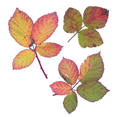 Çok renkli sonbahar yapraklarının beyaz arka planda izole edilmiş Berry Koleksiyonu