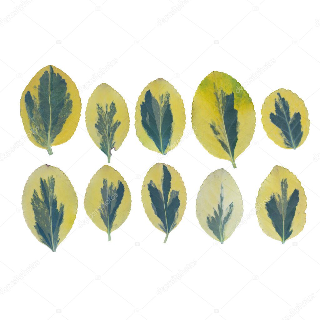 Ficus benjamina leaves. Collection leaves isolated on white background2