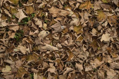 Sunulan çarşafların dokusu, sonbahar duvar kağıdı