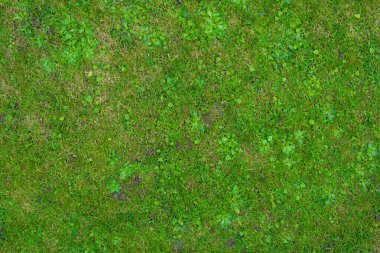 Arka plan için yeşil çimen dokusu, çok iyi bir doku.