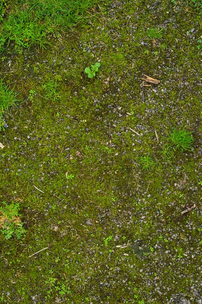 Zielona Konsystencja Trawy Tło Bardzo Dobra Tekstura — Zdjęcie stockowe