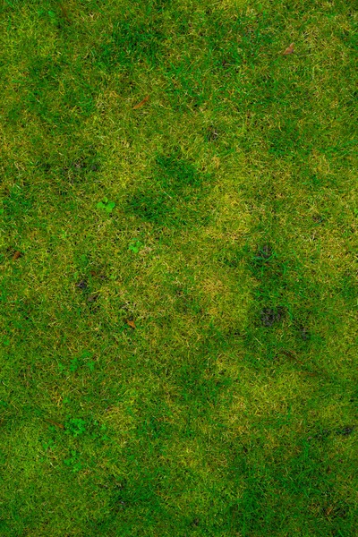 Green Grass Texture Background Very Good Texture — Stock Photo, Image