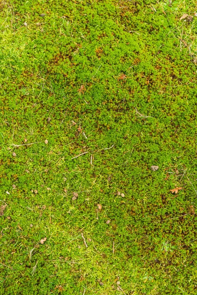 Zielona Konsystencja Trawy Tło Bardzo Dobra Tekstura — Zdjęcie stockowe