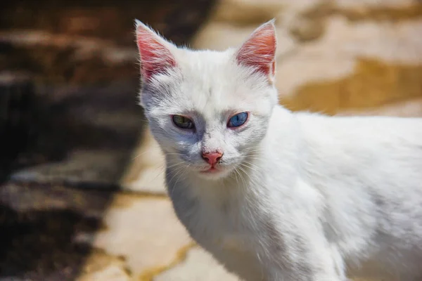 Gato Vana Branco Com Olhos Cores Diferentes Gatos Armênios Van — Fotografia de Stock