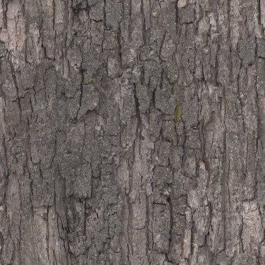 Kabuk dokusu ve arka plan. Yüksek çözünürlük