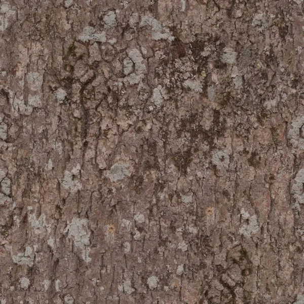 Кора Текстуры Фона Высокое Разрешение — стоковое фото