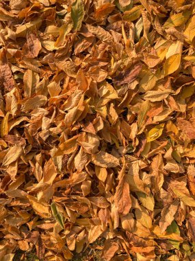 Sonbahar yapraklarının arkaplan ve dokusu