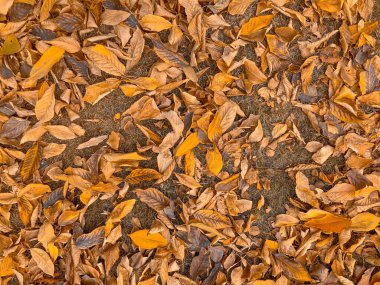 Sonbahar yapraklarının arkaplan ve dokusu