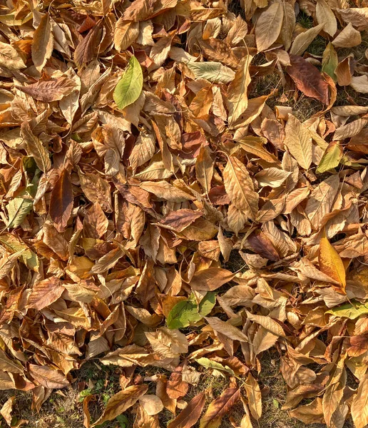 Hintergrund Und Textur Der Herbstblätter — Stockfoto