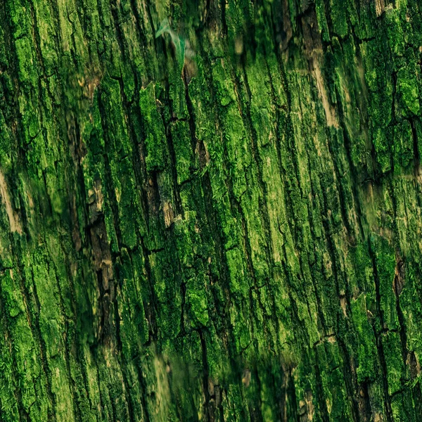 Texture Verde Madera Texture Fond Haute Qualité — Photo