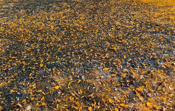 Folha Outono Papel Parede Cair Com Folhas Caídas Chão — Fotografia de Stock