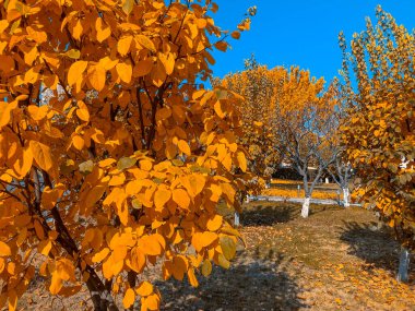 Güzel ve sonbahar günü, sonbahar duvar kağıdı