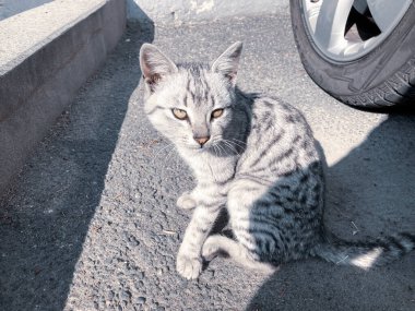 Üzgün, kesik kedi yalnız oturuyor.