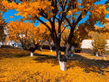 Güzel ve sonbahar günü, sonbahar duvar kağıdı