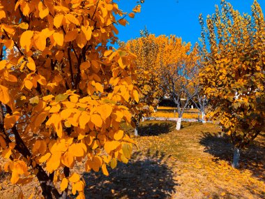 Güzel ve sonbahar günü, sonbahar duvar kağıdı