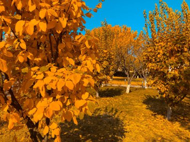 Güzel ve sonbahar günü, sonbahar duvar kağıdı