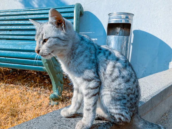 Triste Chat Coupé Assis Seul — Photo