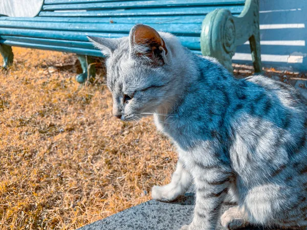 Triste Cortado Gato Sentado Sozinho — Fotografia de Stock