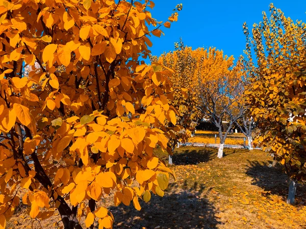 Güzel ve sonbahar günü, sonbahar duvar kağıdı