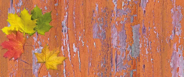 Fundo Outono Com Folhas Coloridas Uma Tábua Madeira Banner Vazio — Fotografia de Stock